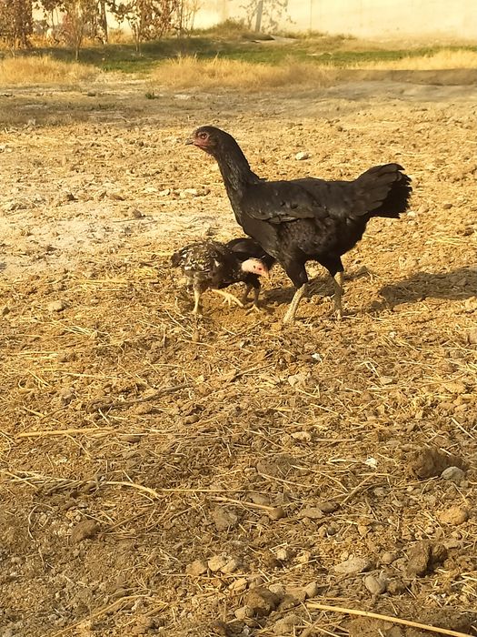 Куланги ганой макиён  жужаларибилан