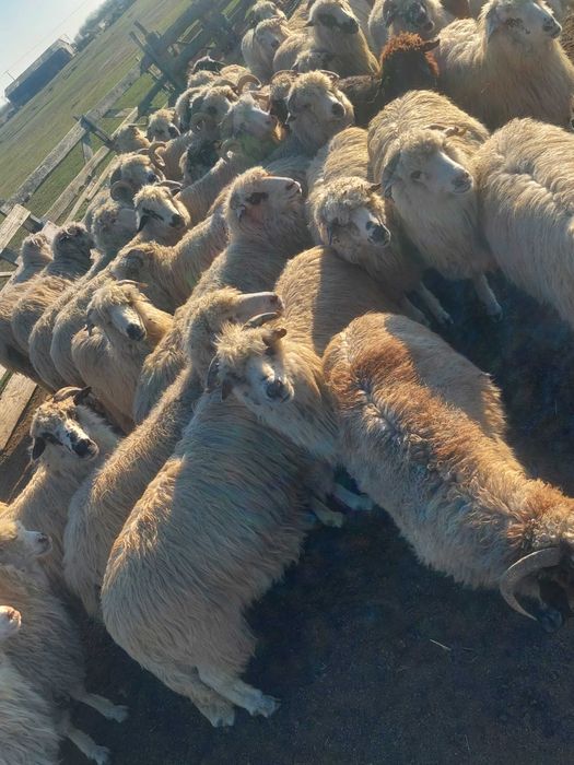 Oi reforme de vânzare