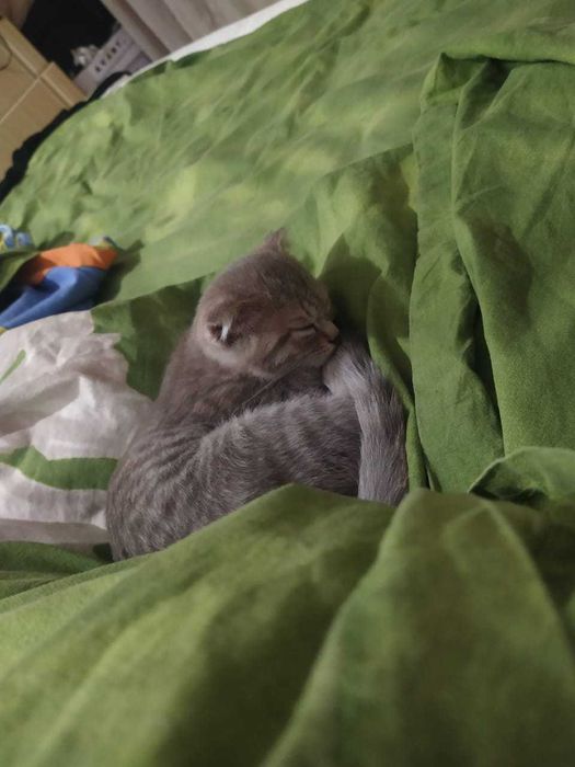 Продам котёнка вислоушку