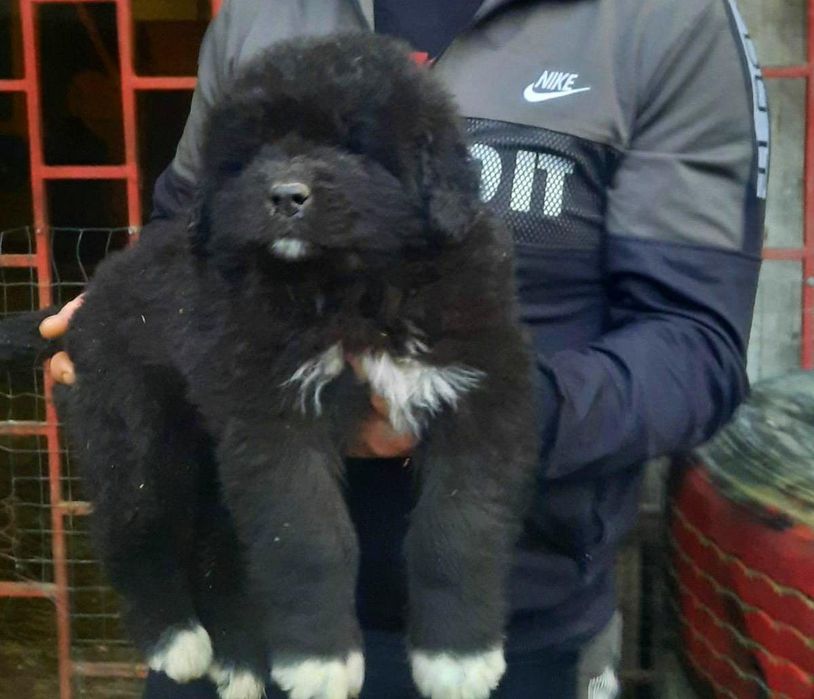 Mascul Ciobănesc Corb