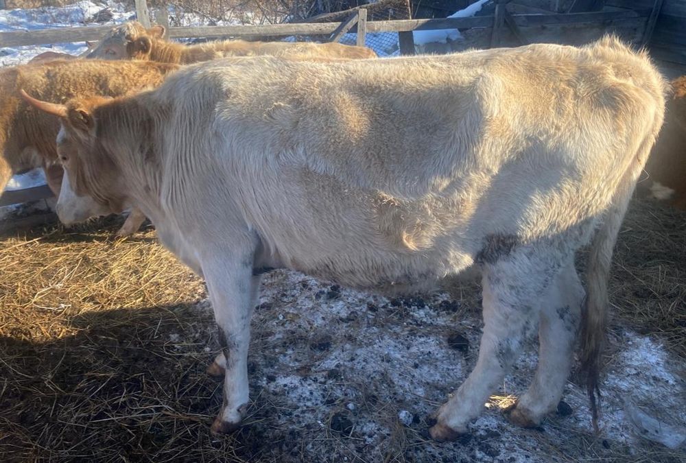 Продам корову 4 года