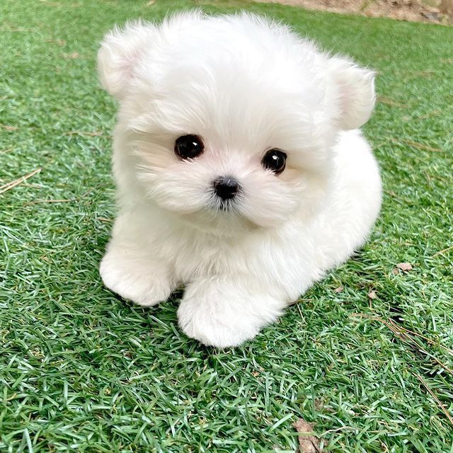 Bichon Maltez mini toy
