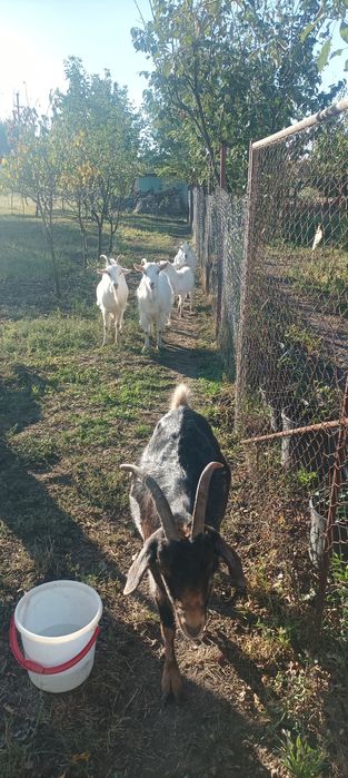 vând urgent 6 capre și un țap