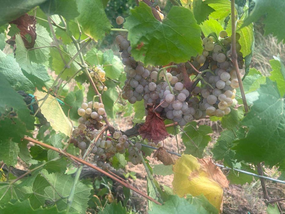 Продавам изгодно лозе мерло в село Виноградец като чудесна инвестиция!