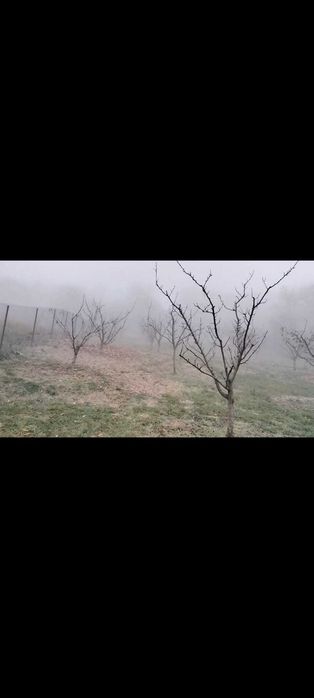 Toaletare pomi fructiferi