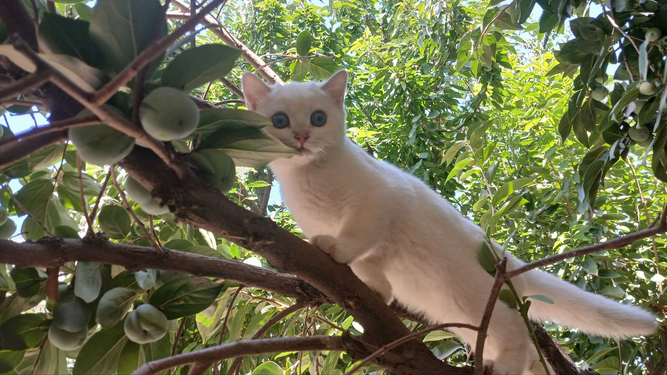 котёнок шин шилла поинт 1123