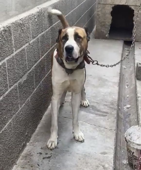 Алабай 2.7 кабел