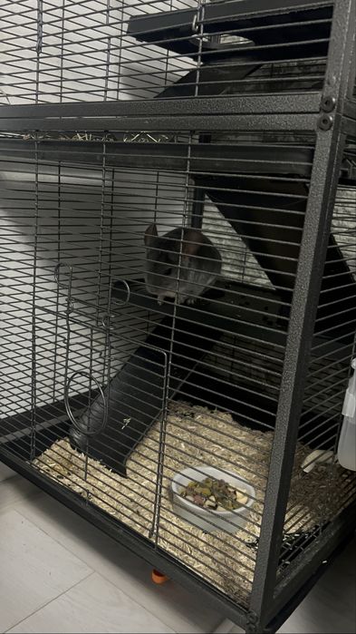 Chinchilla Diamond Blue