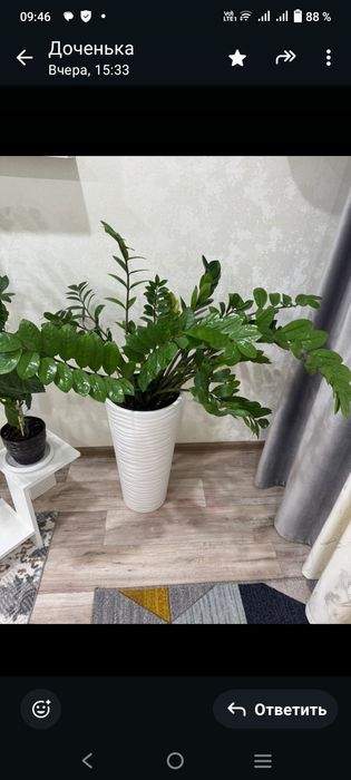 Продам цветок замиокулькас