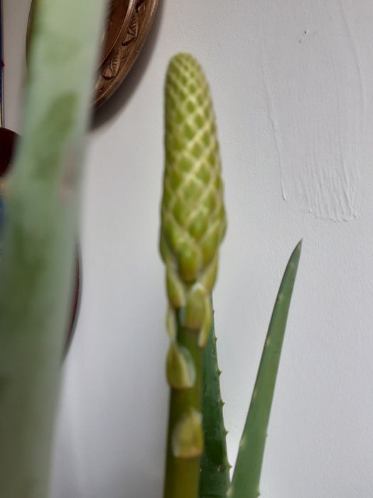 Aloe vera Barbadensis Mille,70 cm înălțime, peste 6 ani, boboc floare