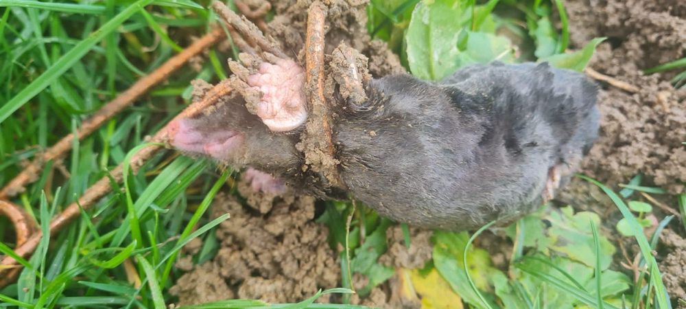 Capcane cartite                             .