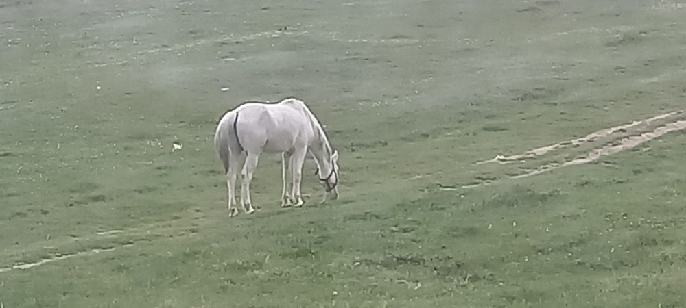 Cal-varsta 10 Ani -blând