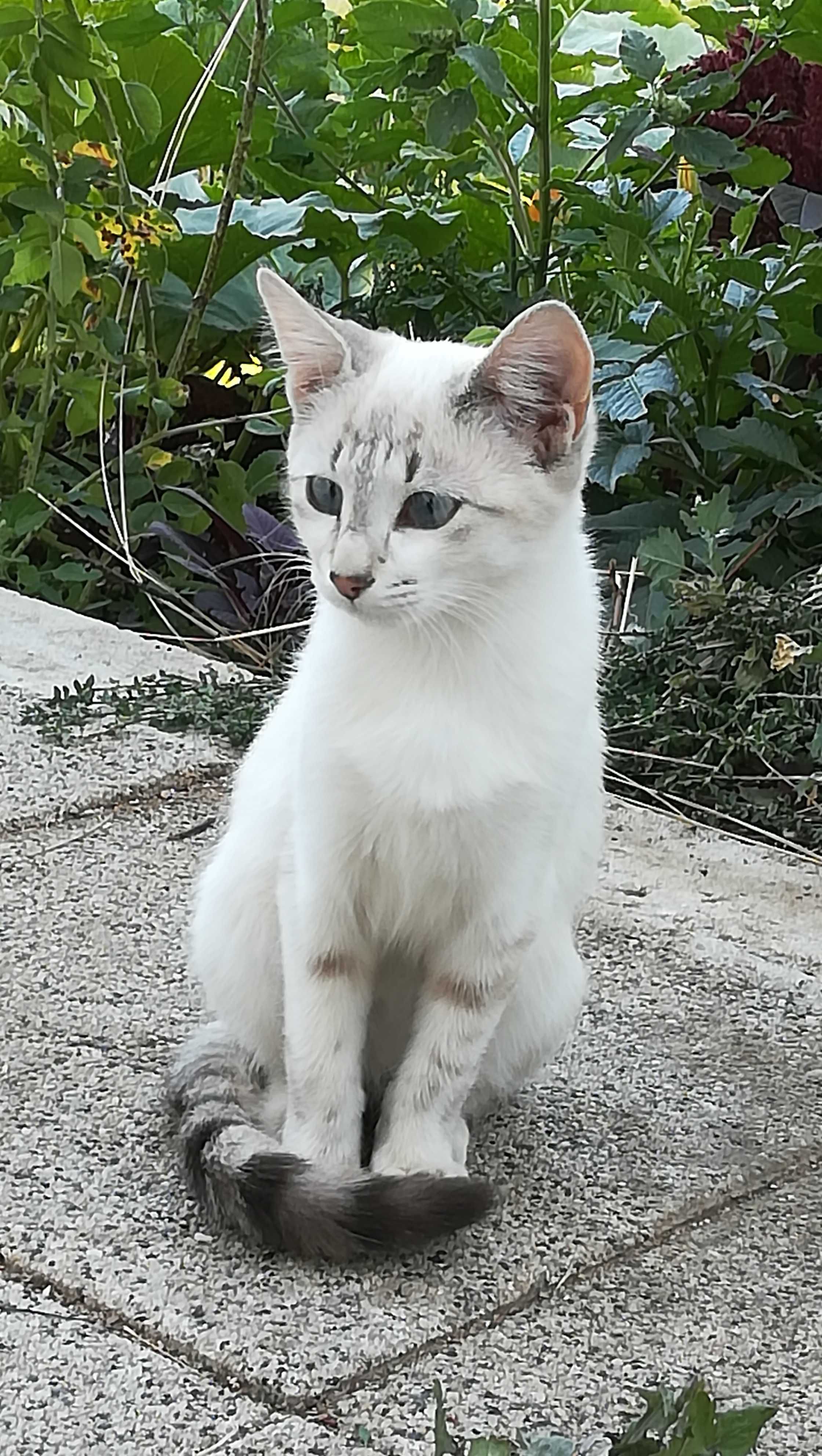 Коте женско бяло на 5 месеца