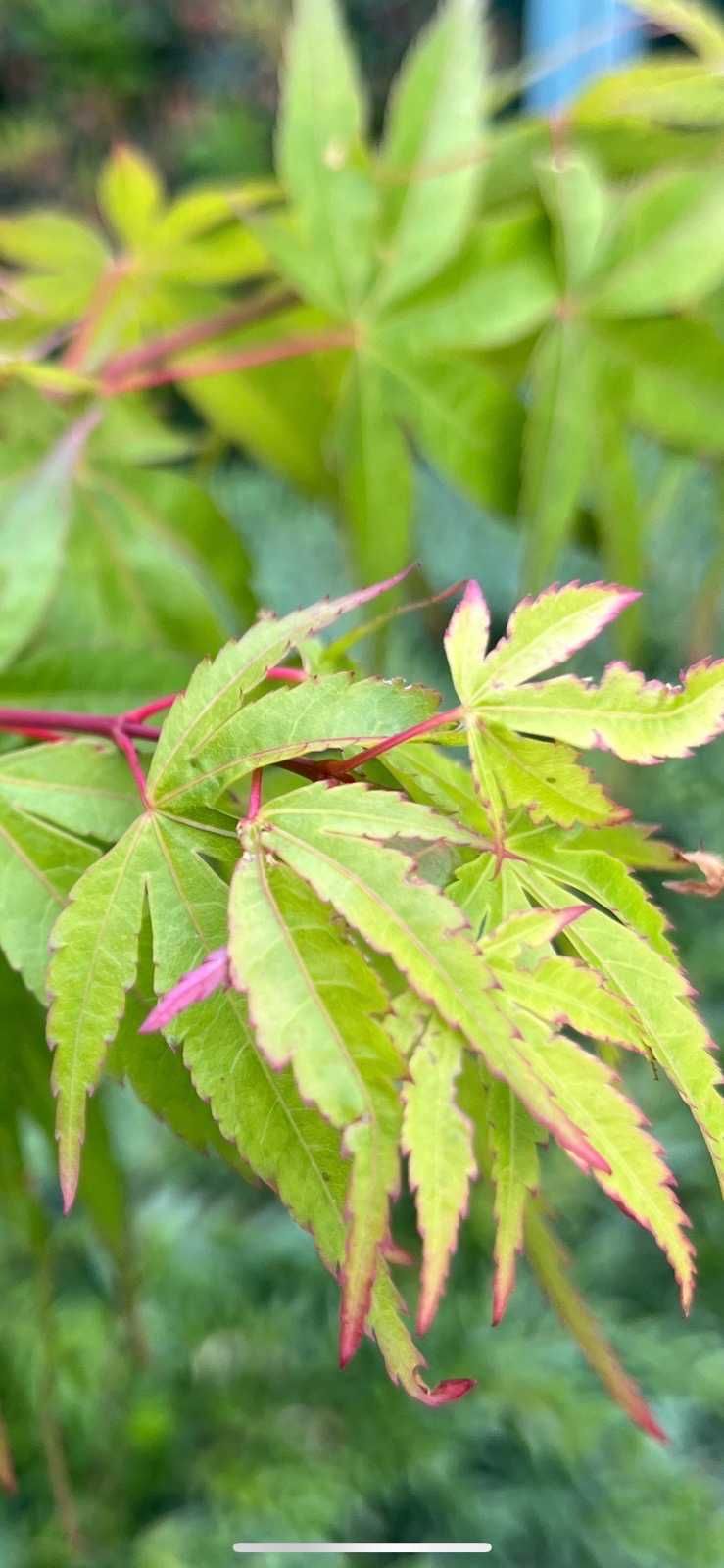 Японски клен Acer palmatum
