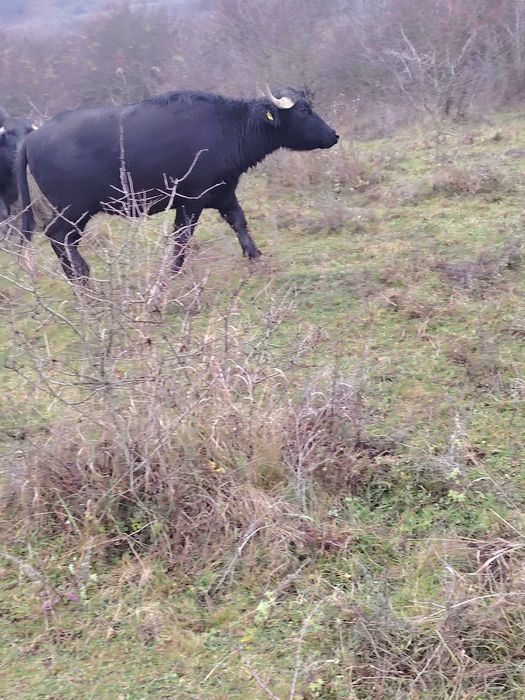 Vind junincă de bivol