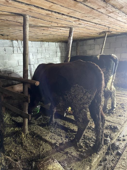 Продам 2 бычков 2 годовалые