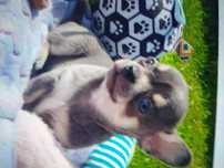 Catei chihuahua mini