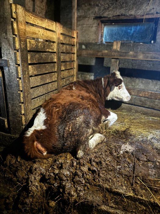 1жасар торпак и телка согым