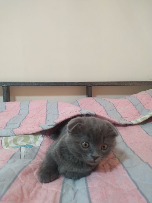 Scotish fold zotli mushuk