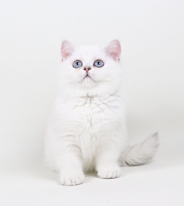 Pisicuță British  Shorthair Chinchilla point cu pedigree