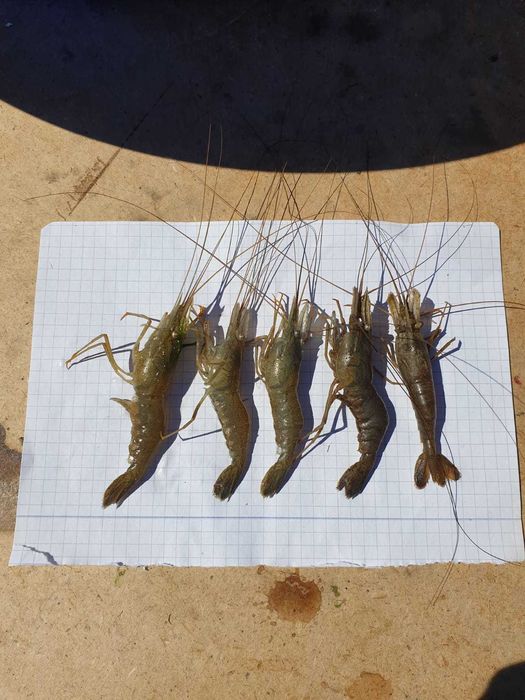 Hrana proaspata (creveti) pentru pesti exotici si de apa sarata