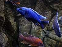 SCIAENOCHROMIS FRYERI  electric blue Африканска Цихлида