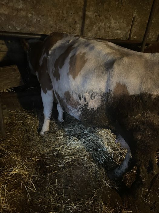 Vaca baltata de 5 ani