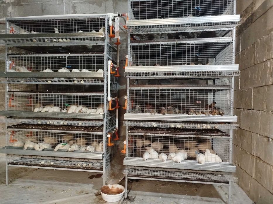 Bedana Yapon manjur tuxum tug'yatganlari sotiladi