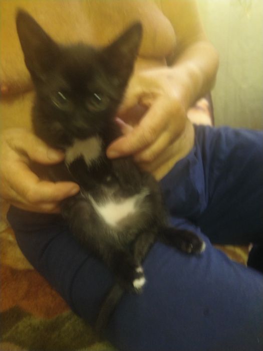 Отдам в добрые руки котика