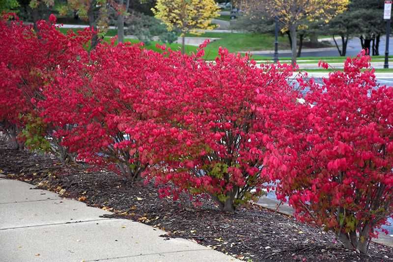 Oгнен храст (Euonymus alatus)