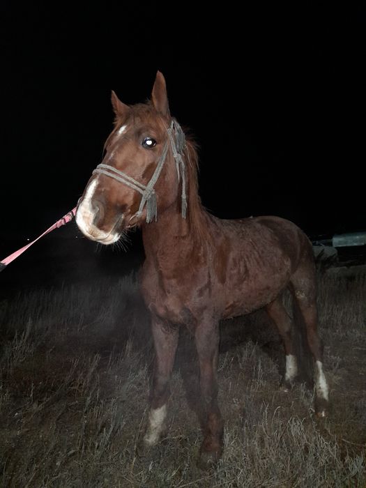 Айғыр жылқыыыыыыы