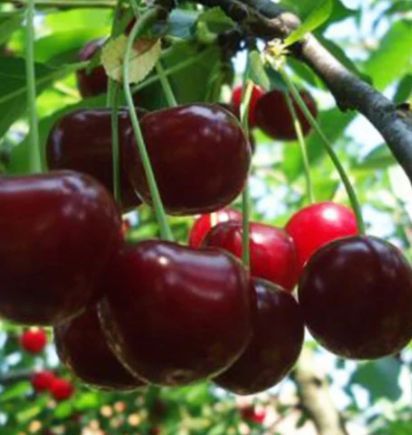 Visin (Soiul Rubin )