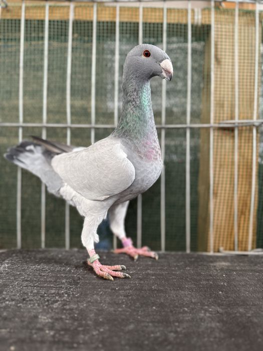 Voiajori germani Barless