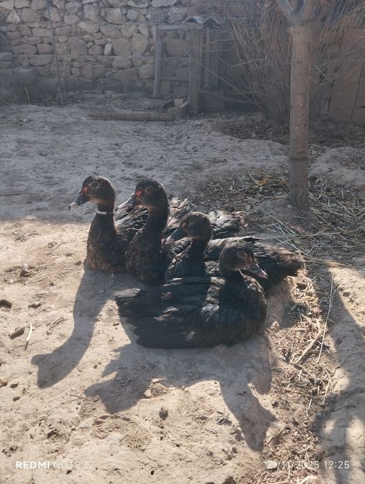 Индоутка жўжалари сотилади.