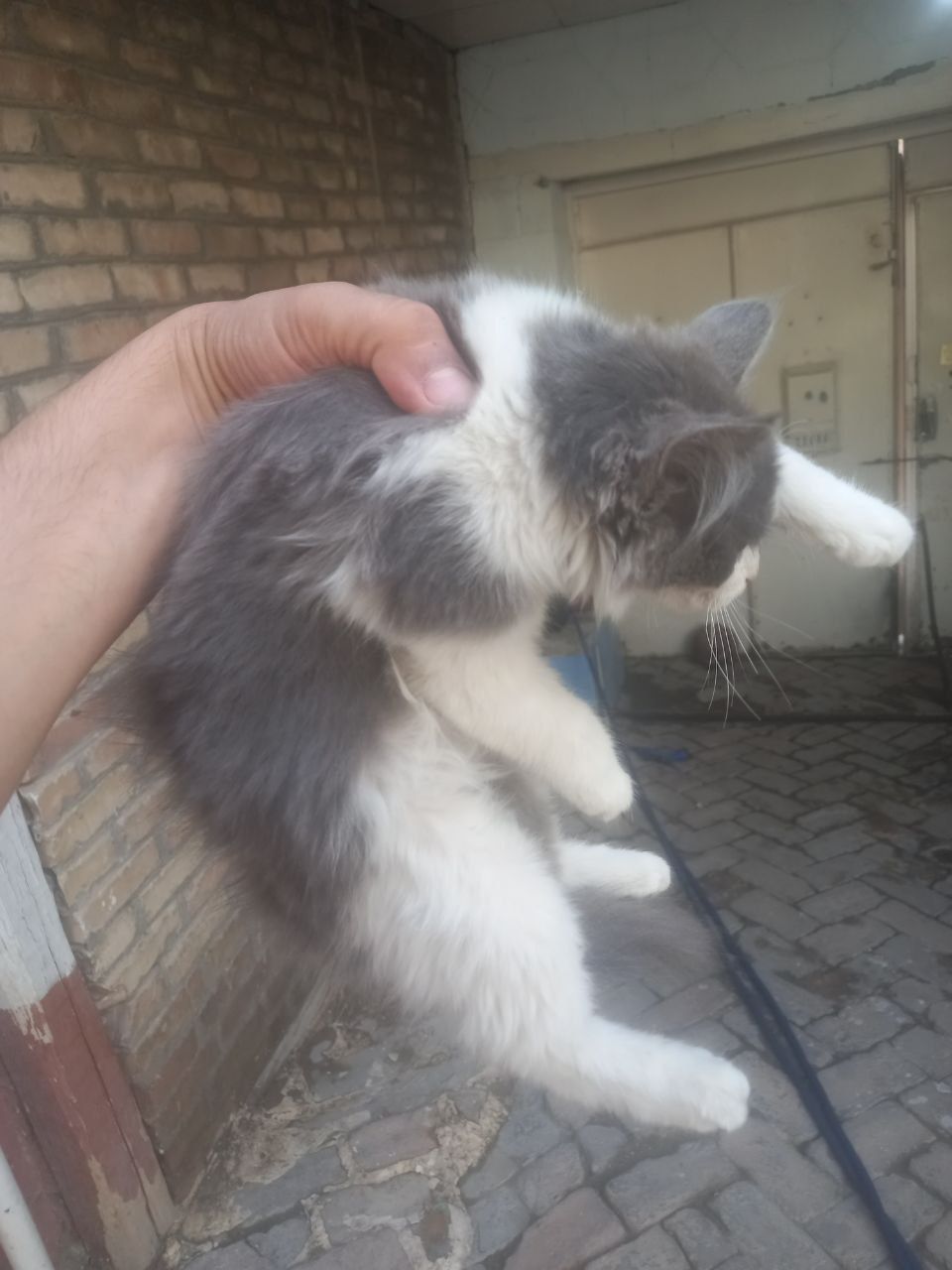 кошка бесплатно регисиан