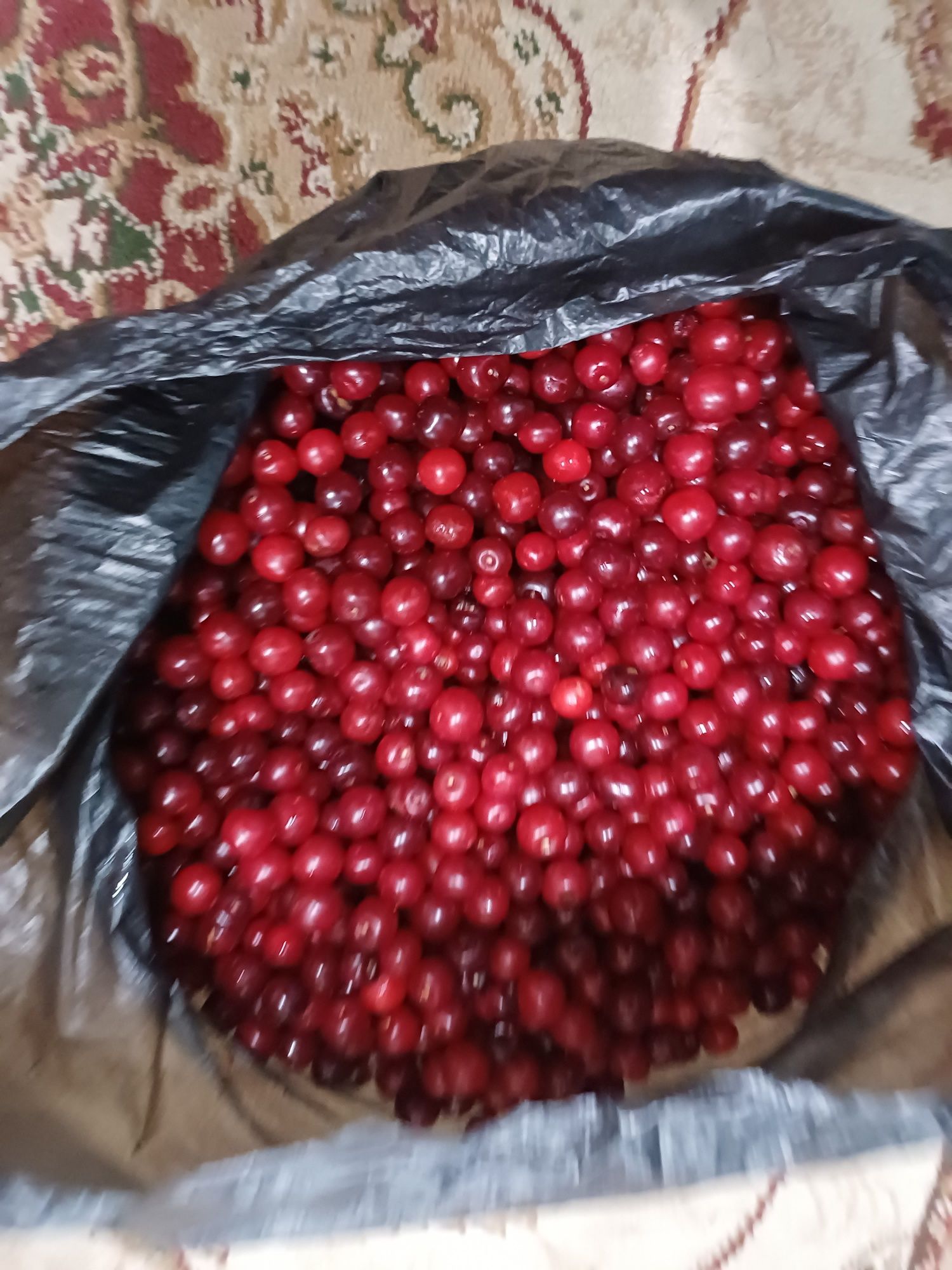 Продам вишню 12 литр