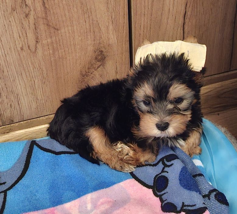 Продавам мини Йорки