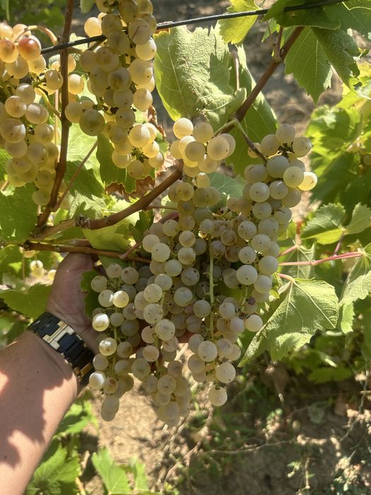 Struguri de vin!!