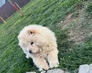 chow chow alb talie mare