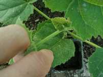 Paulownia la ghiveci
