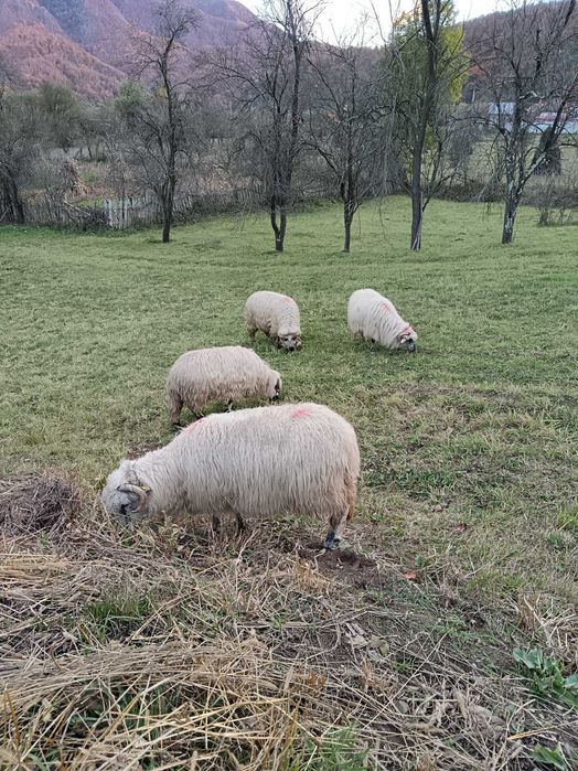 Vând 10 oi reformă