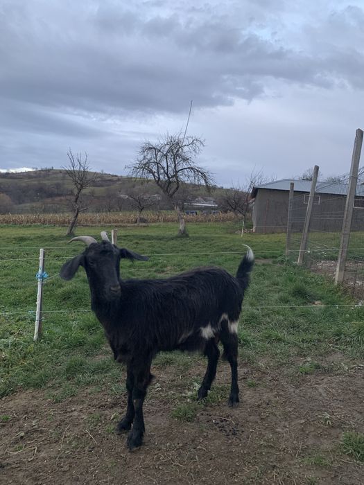 Vând capră gestantă