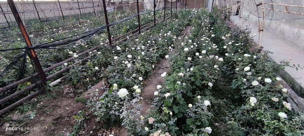 Gul koʻchatlar sotiladi