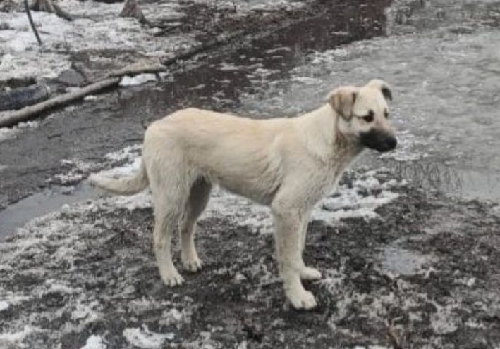 Отдам щенка в добрые руки