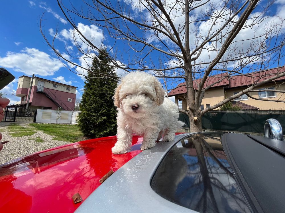 Maltipoo/ Maltez/poodle/ caniche mini toy