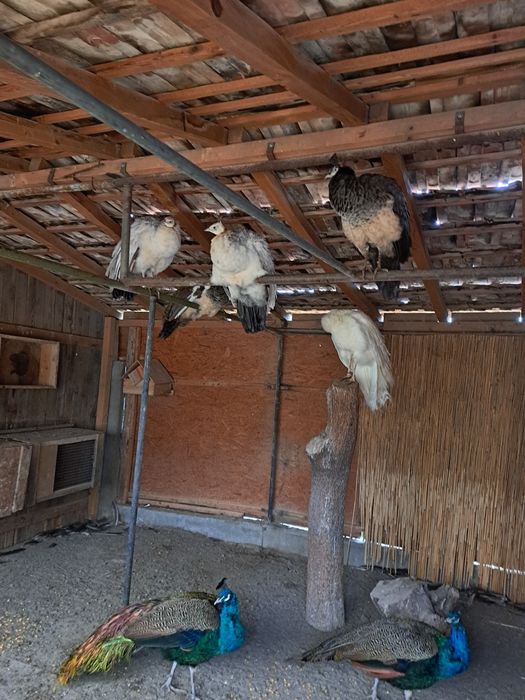 Pauni de vanzare: mascul de umeri negri și mascul de indian blue,