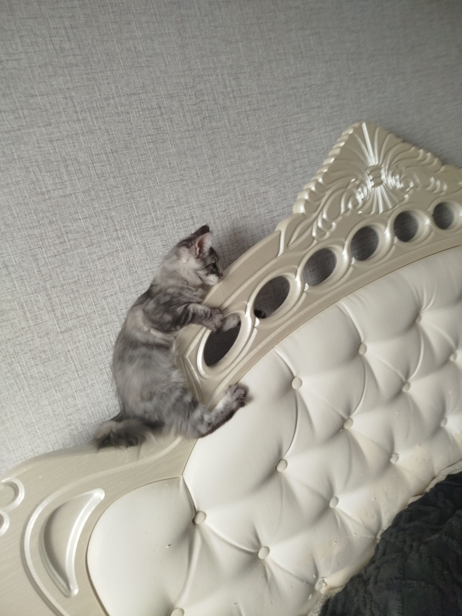 Кошечка Мейн кун