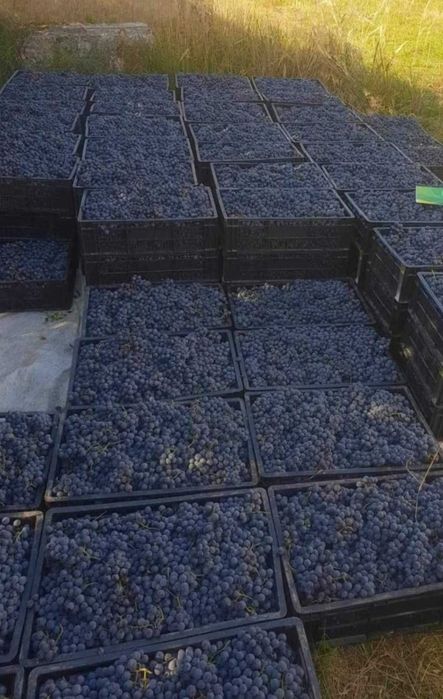 Vând struguri de vin producție 2025 avem toate soiurile posibile