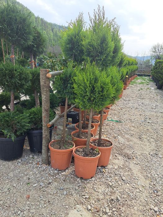 Vând plante ornamentale tuia smarand tuia Leylandii