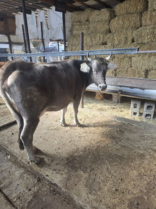 Буаз сиыр сатылады